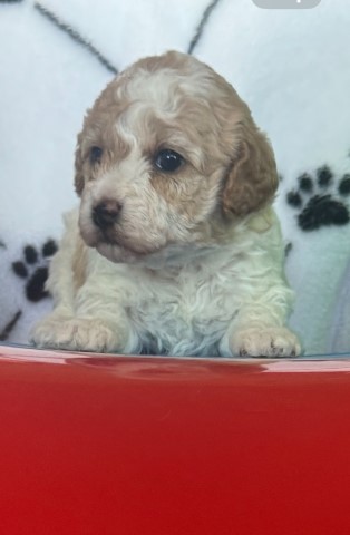 Poodle Miniature puppy for sale + 65710