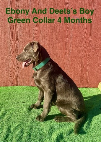 Labrador Retriever puppy for sale + 66230