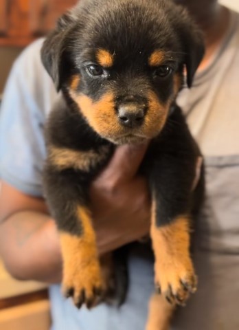 Rottweiler puppy for sale + 65979