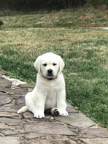 Labrador Puppy for sale