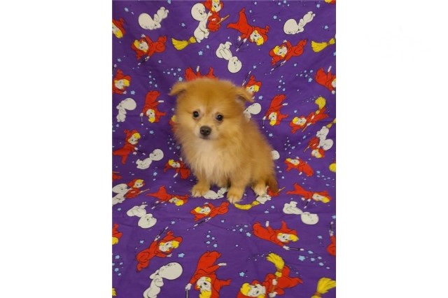 Pomeranian puppy for sale + 62228