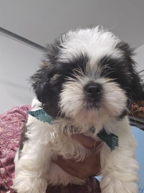 Shih tzu puppies