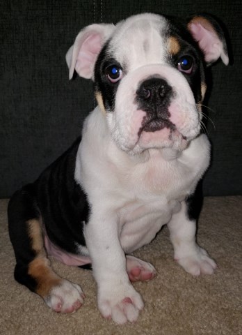 english bulldog puppie for sale