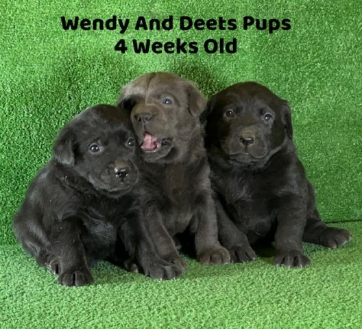 Christmas Lab Puppies