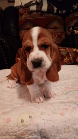 Basset Hound puppy for sale + 51281