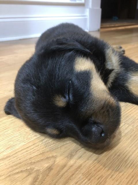 8 week old female AKC Rottweiler puppy