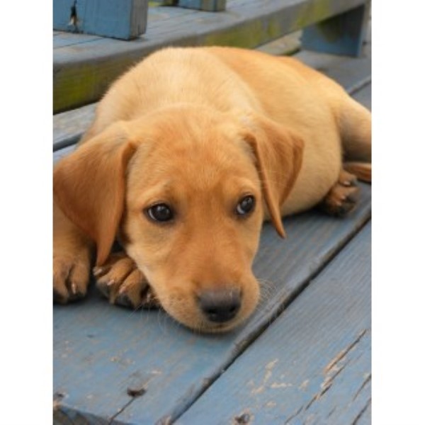 Labrador Retriever puppy for sale + 46362