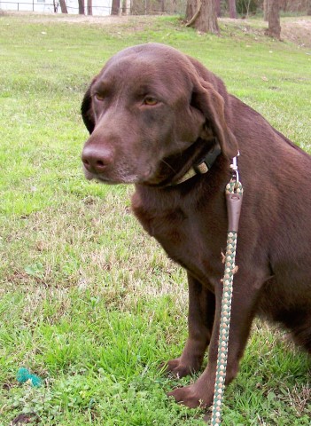 Two Year Old Chocolate Female Labrador Retriever