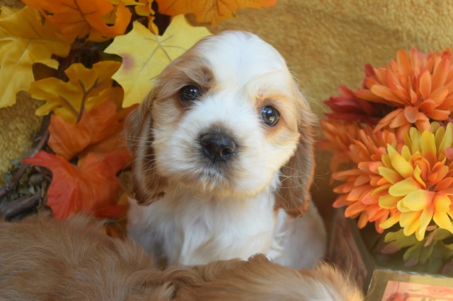 AKC Cocker Spaniel Puppies-Michigan