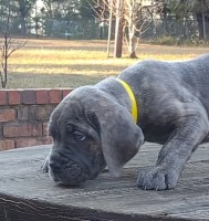 READY TO LEAVE NOW!!!CHAMPION Cane corso puppies Cane Corso for sale/adoption