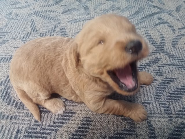 Labradoodle puppy for sale + 48980