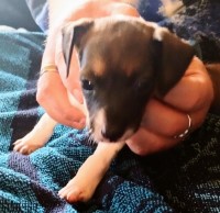 Rat Terrier puppy CKC female 1 Rat Terrier for sale/adoption