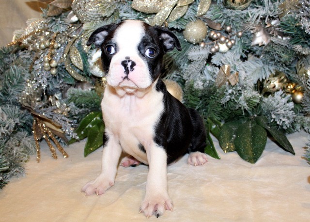Boston Terrier puppy for sale + 66245