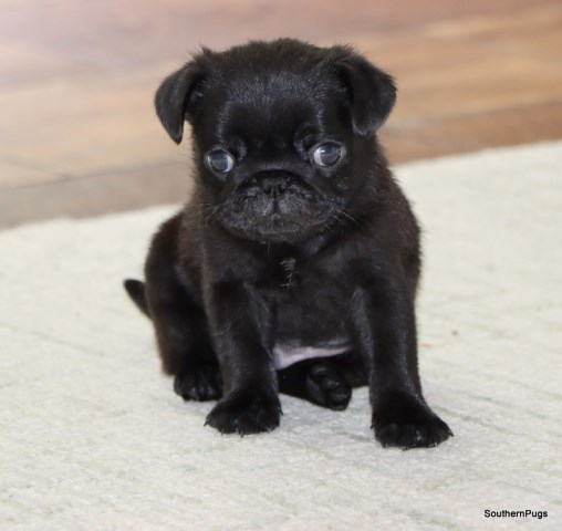 Absolute Gorgeous AKC Pug Puppies