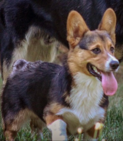 corgi welsh pembroke dog akc