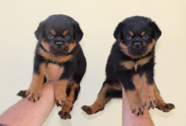 Rottweiler puppy for sale + 53883