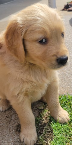 Golden Retriever Puppies for Sale