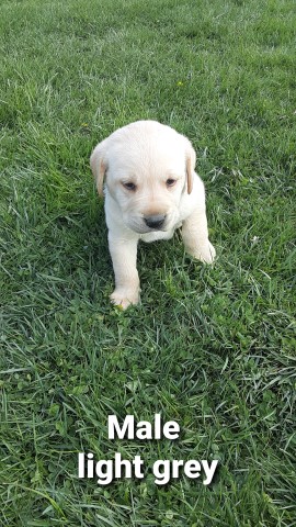 Labrador Retriever puppy for sale + 61710