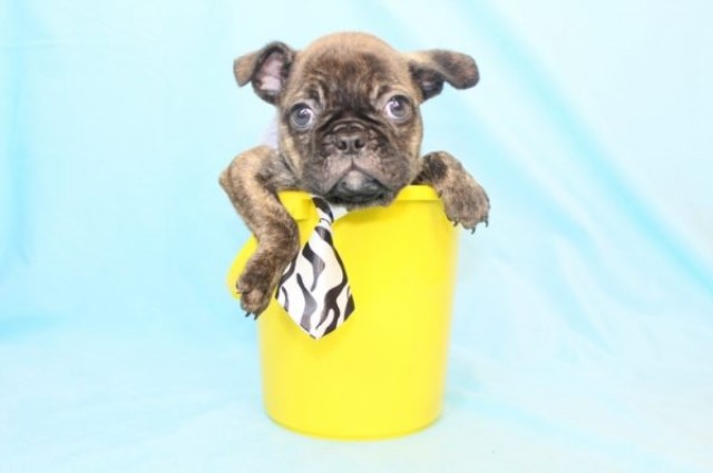 French Bulldog puppy for sale + 60882