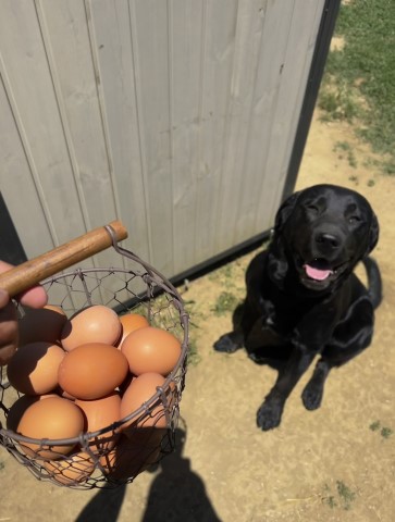 Free 2 year old Black Lab