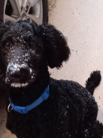 Adorable Standard Poodle Male