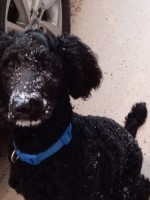 Adorable Standard Poodle Male Poodle Standard for sale/adoption