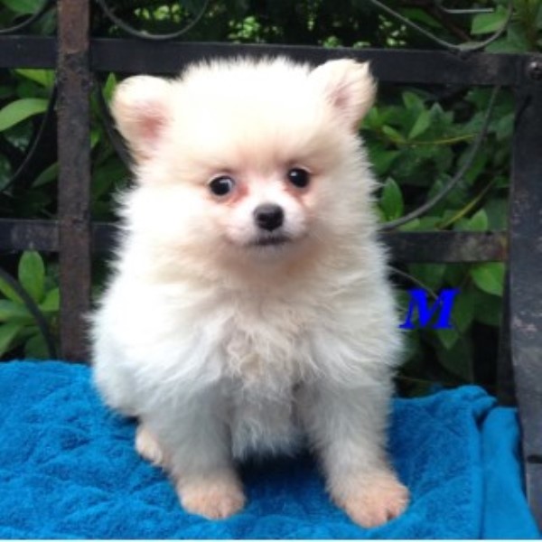 CKC Pomeranian Puppies