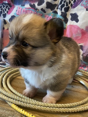 CKC Registered fluffy Pembroke Corgis