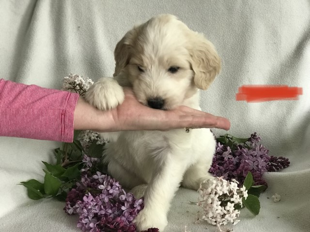 Cream Pyredoodle puppy Ready for her new home May 22! Red Collar