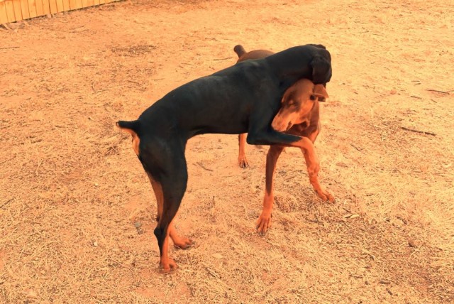 Young Dobermans to rehome