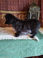 Holiday Specials Morkie for sale/adoption