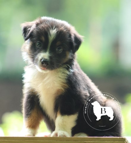 Miniature American Shepherd Puppies