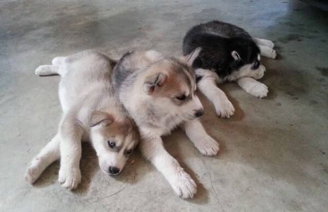 Siberian Husky Puppies