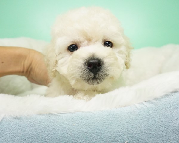 Maltipoo Puppy – Male- Lester ($1,299)