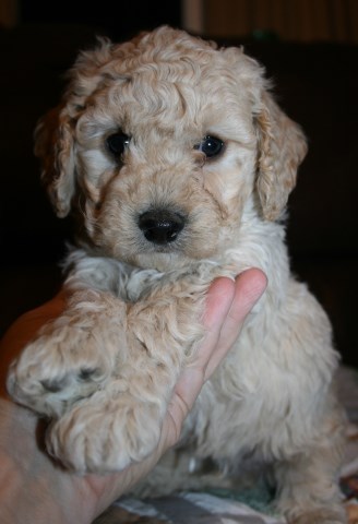 Goldendoodle puppy for sale + 47484