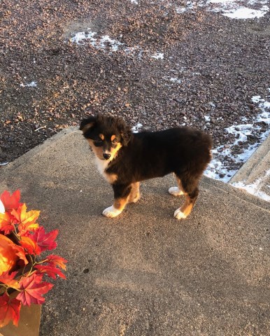 Australian Shepherd Dog puppy for sale + 59393