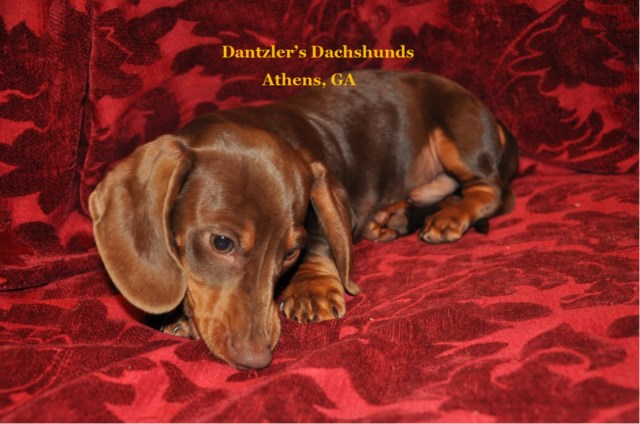 Handsome Chocolate and Tan Smooth Coat Dachshund