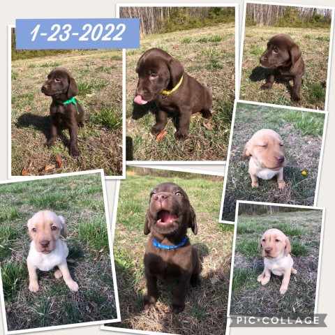 Labrador Puppies for sale