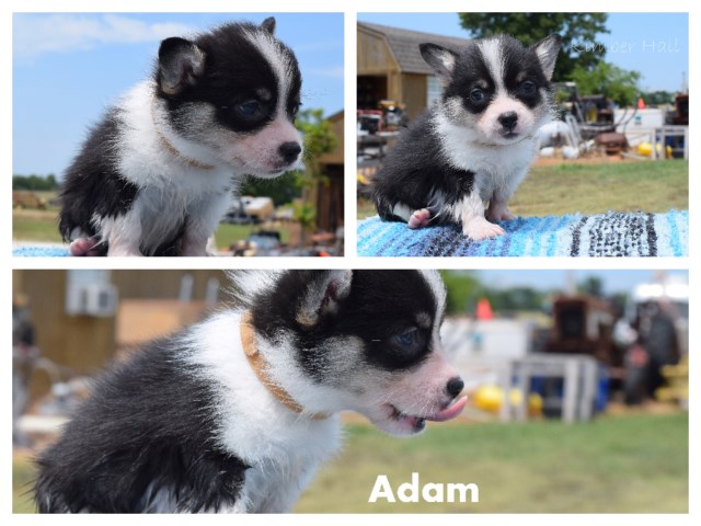 Pembroke Welsh Corgi puppy for sale + 53382