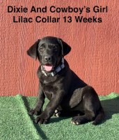 AKC Female Black Labrador Puppies Labrador Retriever for sale/adoption