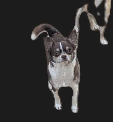 AKC  Chihuahua Adult Female Chihuahua