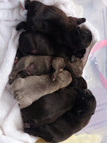 French bulldog bundle of joy