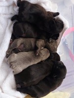 French bulldog bundle of joy French Bulldog for sale/adoption