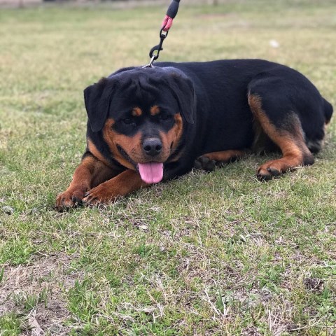 Rottweiler puppy for sale + 55986