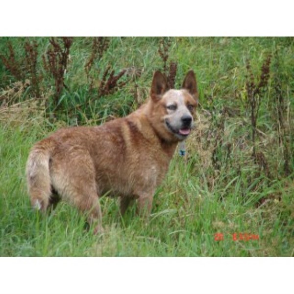 Fantastic 4 Yr Male, Registered Acd Or Heeler