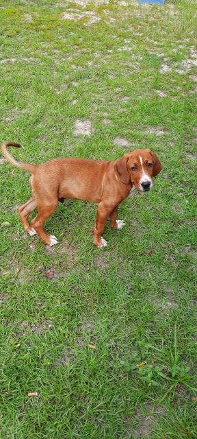 Redbone Coonhound puppy for sale + 62189