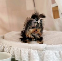 Yorkshire puppy Yorkshire Terrier for sale/adoption