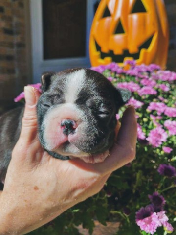 Boston Terrier puppy for sale + 62454