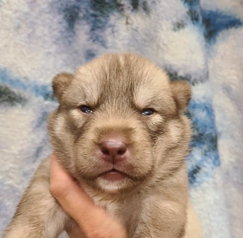 Siberian Husky puppy for sale + 65707