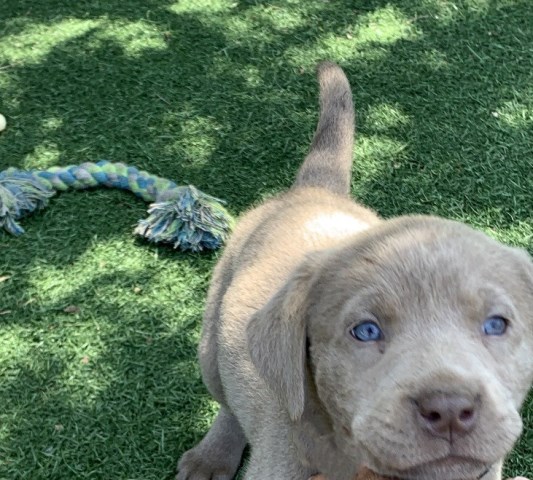 AKC Labrador Retriever Puppies